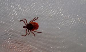 Kleszcze nie lubią tej grupy krwi. Badania mówią jasno