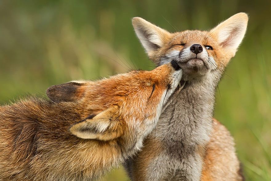 Jak robi lis? Czyli dzikie lisy Roeselien Raimond 19