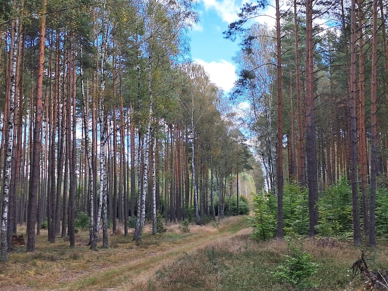 Miliony dla Kampinoskiego Parku Narodowego. Odtworzą mokradła, zbudują nowe ścieżki spacerowe