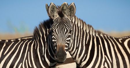 Która zebra na zdjęciu jest z przodu: lewa czy prawa? Rozwiążesz zagadkę?