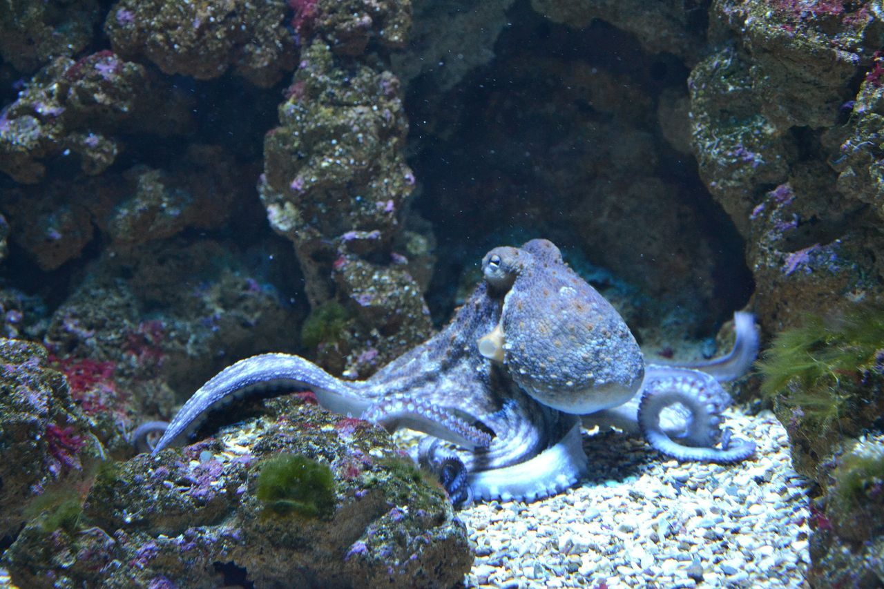 Octopuses poised for dominion: Scientists speculate future era