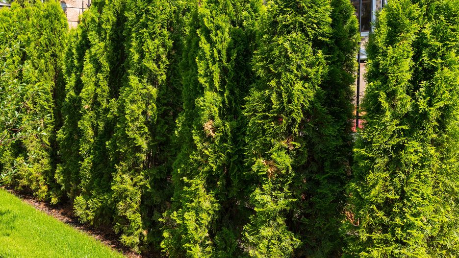 Natural landscaping in home gardenViacheslav Lopatinbeautiful, background, blossom, bloom, blooming, botanical, backyard, colorful, cultivated, design, decor, decoration, garden, gardening, grass, green, exterior, flower, flora, floral, flowerbed, front, home, house, hedge, horticulture, lawn, landscape, landscaped, landscaping, lifestyle, nature, natural, outdoors, plant, park, private, parkland, relax, relaxation, residence, residential, summer, spring, trees, yard, vacation, verdant, thuja, fence