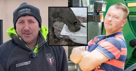 Afera z krowami u Andrzeja z Plutycz. Mocny komentarz Łukasza z "Rolnika"