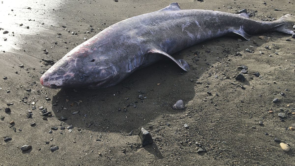 Fala wyrzuciła na brzeg w Kornwalii martwego rekina polarnego