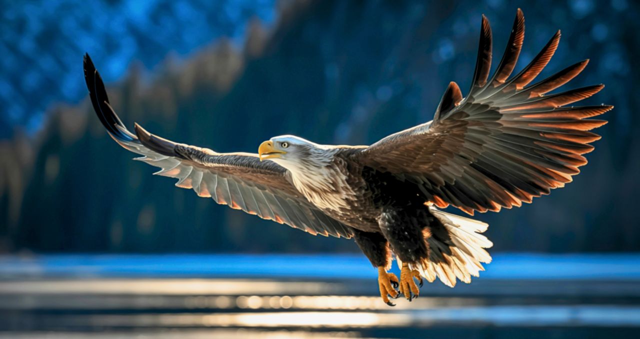 Trwa sezon lęgowy bielików