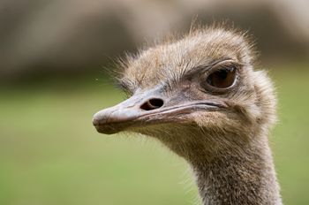 Struś, a właściwie emu, z "Małego Rycerza" w Płoni jest już w domu