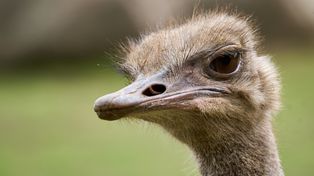 Struś, a właściwie emu, z "Małego Rycerza" w Płoni jest już w domu