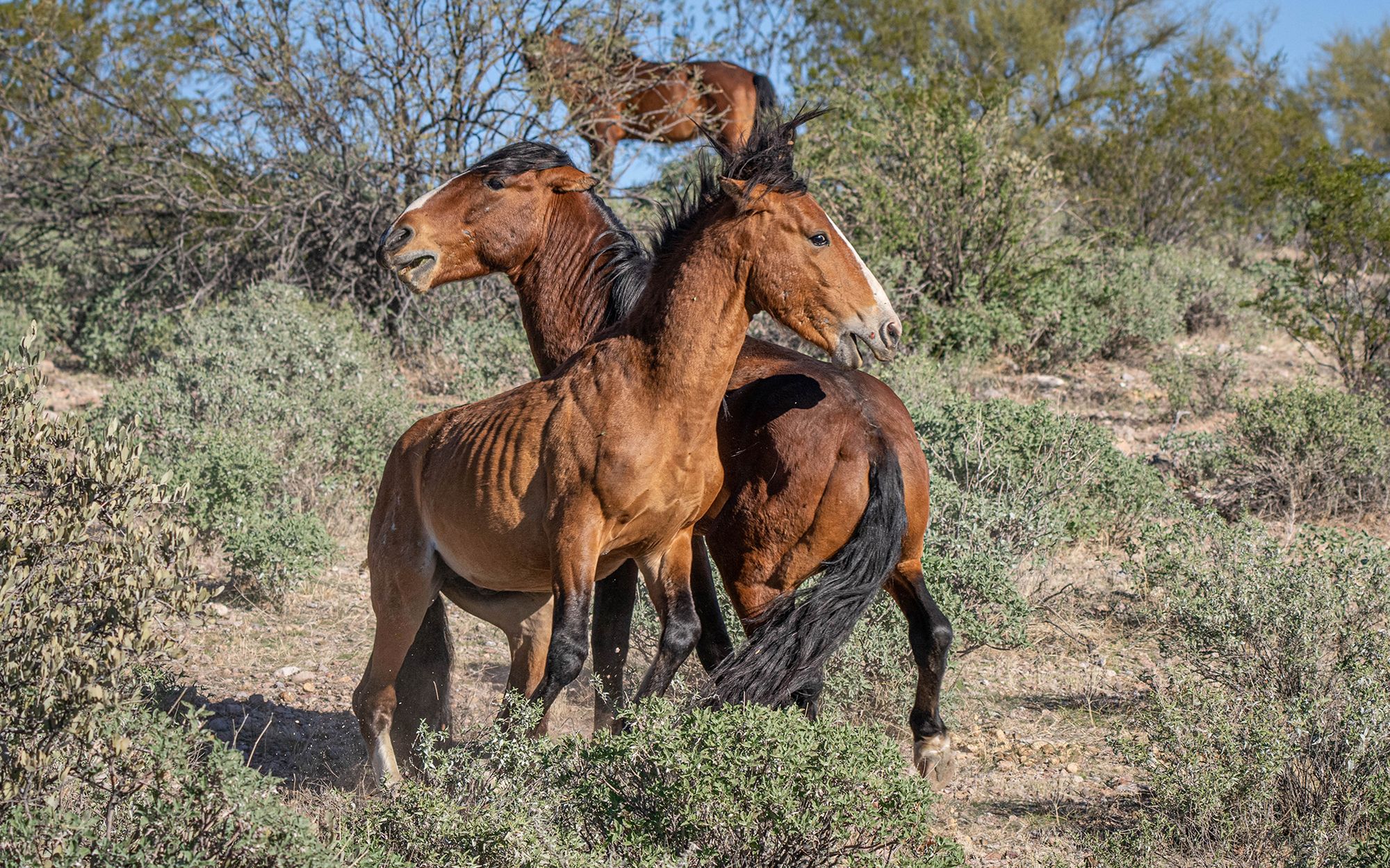 "Mustang z Dzikiej Doliny" na żywo. Konie walczyły niezwykle zażarcie 4
