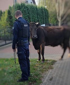 Policjanci zobaczyli na drodze krowę. Musieli interweniować