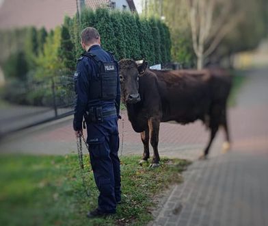 Policjanci zobaczyli na drodze krowę. Musieli interweniować