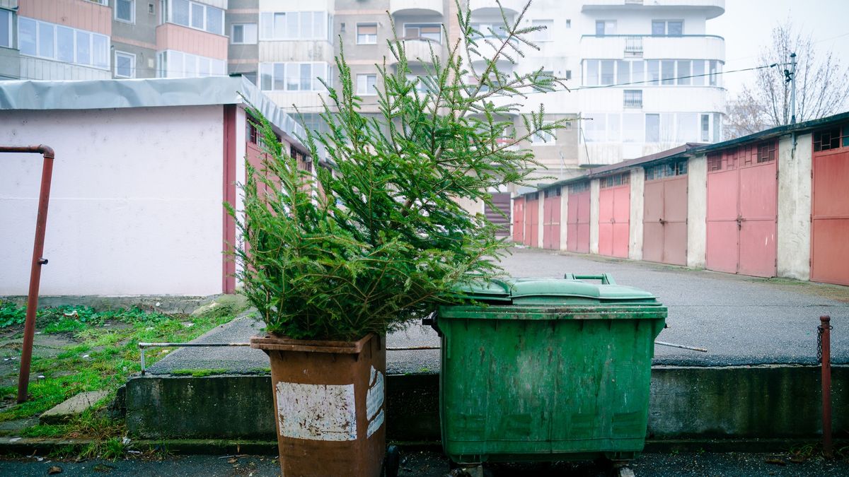 Gdzie wyrzucić choinkę po świętach?