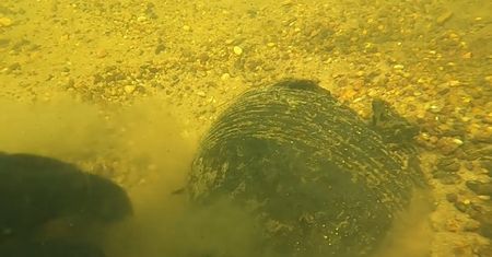 Wielkopolska. Niezwykłe odkrycie na dnie rzeki. Głos zabrał archeolog