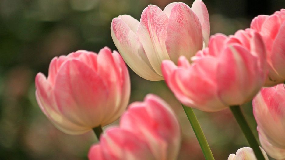 Dzień Kobiet 2021. Życzenia