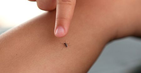 Komary nienawidzą tego zapachu. Natychmiast wylecą z sypialni