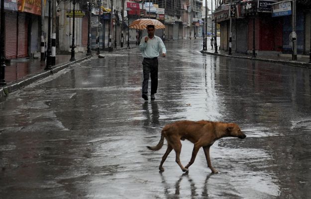Pakistan: władze Karaczi zleciły otrucie tysięcy bezpańskich psów