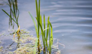 Jaworzno. Kąpał się tam, gdzie nie wolno. Utonął