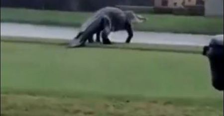 Pole golfowe niczym Park Jurajski! Ludzie przecierali oczy ze zdumienia