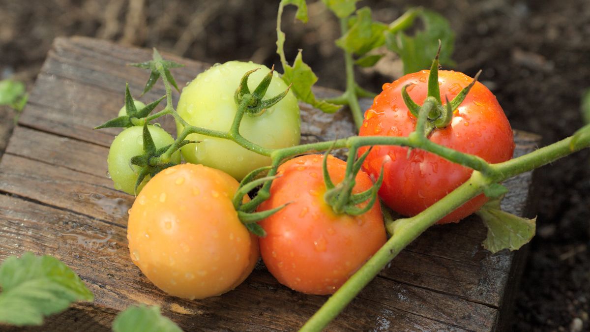 Jak przyspieszyć dojrzewanie pomidorów? Wystarczy 1 produkt