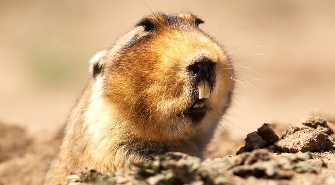 Supermoce małych stworzeń