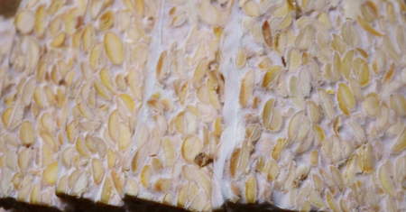 Alternatywa dla mięsa o unikalnym smaku. Dlaczego warto włączyć do diety tempeh?