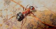 Patyczaki i mrówki nadzieją antybiotykoterapii