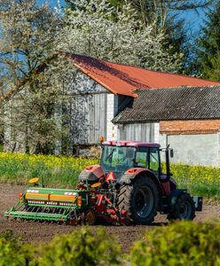 Dramat rolnika. Przez suszę będzie musiał sprzedać krowy