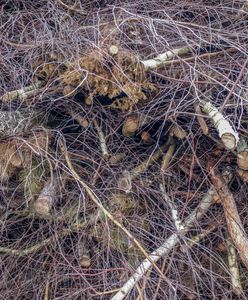 Lasy Państwowe udostępnią chrust na opał. Tak mogą wyglądać ceny