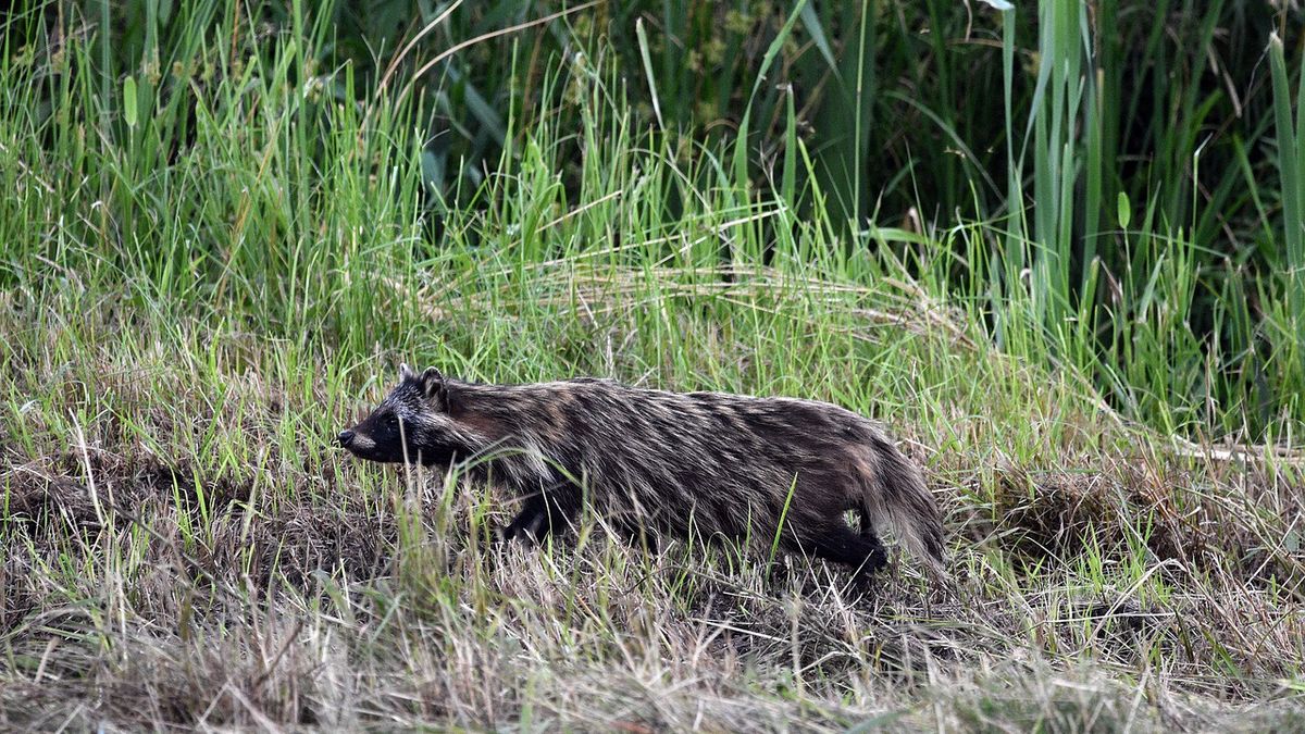 Jenoty wchodzą w coraz wyższe partie gór