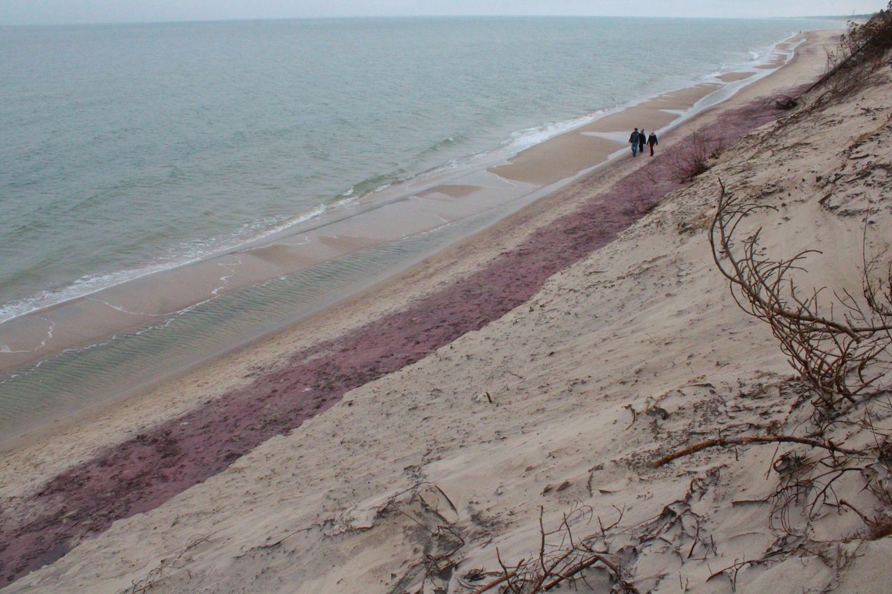 Mielno: Plaża zrobiła się fioletowa. Niesamowity widok przy Kanale Jamneńskim