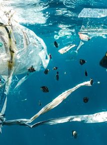 Plastic safe for fish? A revolutionary discovery