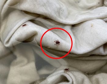 Znajdują tam jaja. Te miejsca w domu mogą być wylęgarnią kleszy