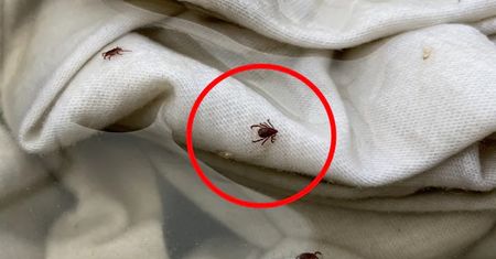 Znajdują tam jaja. Te miejsca w domu mogą być wylęgarnią kleszy