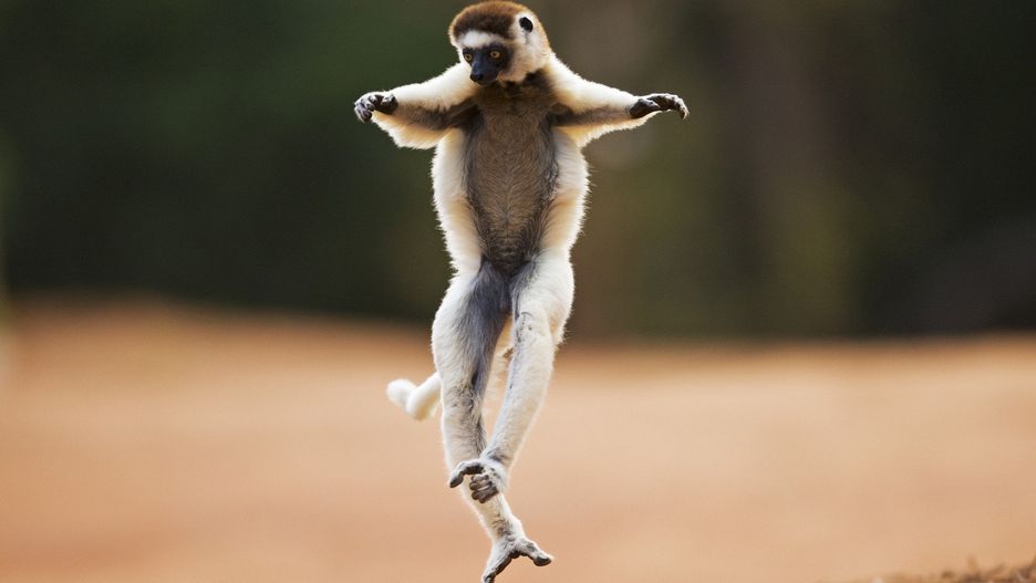 Lemur Park w Rumi