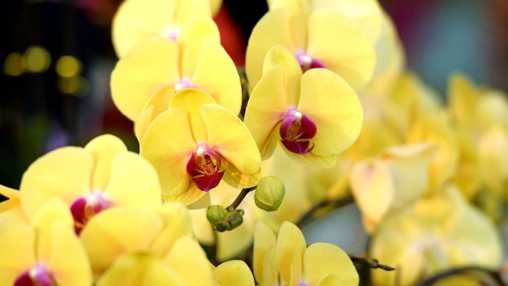 Storczyk pięknie zakwitnie po domowej odżywce