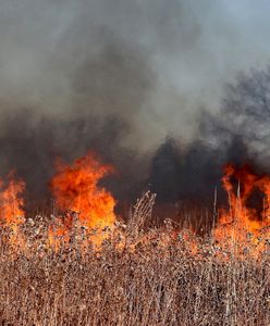 Wypalanie traw. Niebezpieczna praktyka, za którą grożą wysokie kary