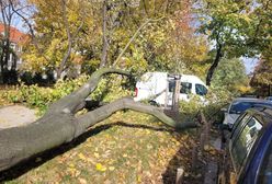Wichury na Dolnym Śląsku. Cztery osoby nie żyją, drzewo przewróciło się na dziewczynki