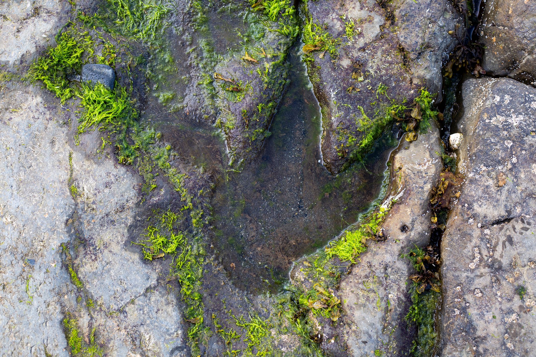 Ślady stóp dinozaurów na wyspie Skye w Szkocji