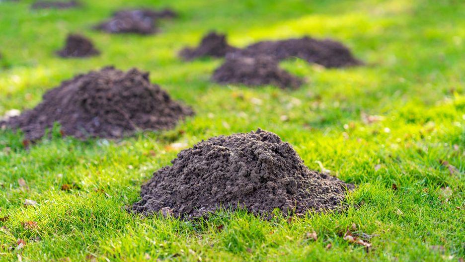 Jak pozbyć się kretów i nornic z ogródka?