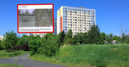 "Terroryzuje osiedle". Mieszkańcy Poznania są przerażeni