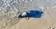 Martwa foka na plaży w Ustce. Mogła nie mieć nawet roku