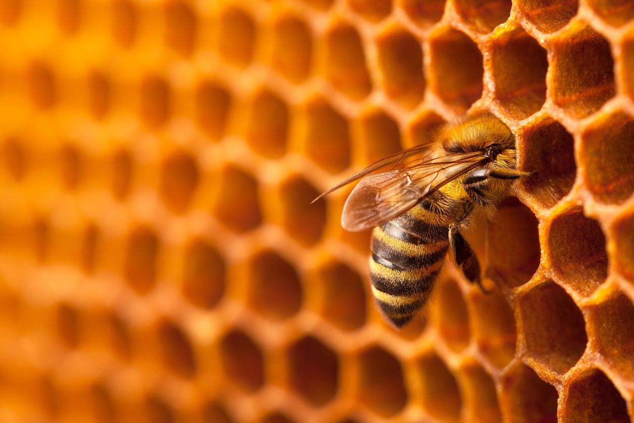 Pszczoła - zdjęcie ilustracyjne.