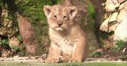 Rzadko spotykane kocięta lwa azjatyckiego urodziły się we francuskim ogrodzie zoologicznym