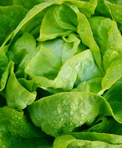 Ruszyły kontrole nowalijek. Popularne warzywo na celowniku