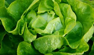 Ruszyły kontrole nowalijek. Popularne warzywo na celowniku