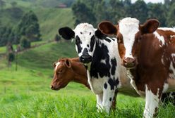 Kradną krowy. Policja szuka złodziei i apeluje