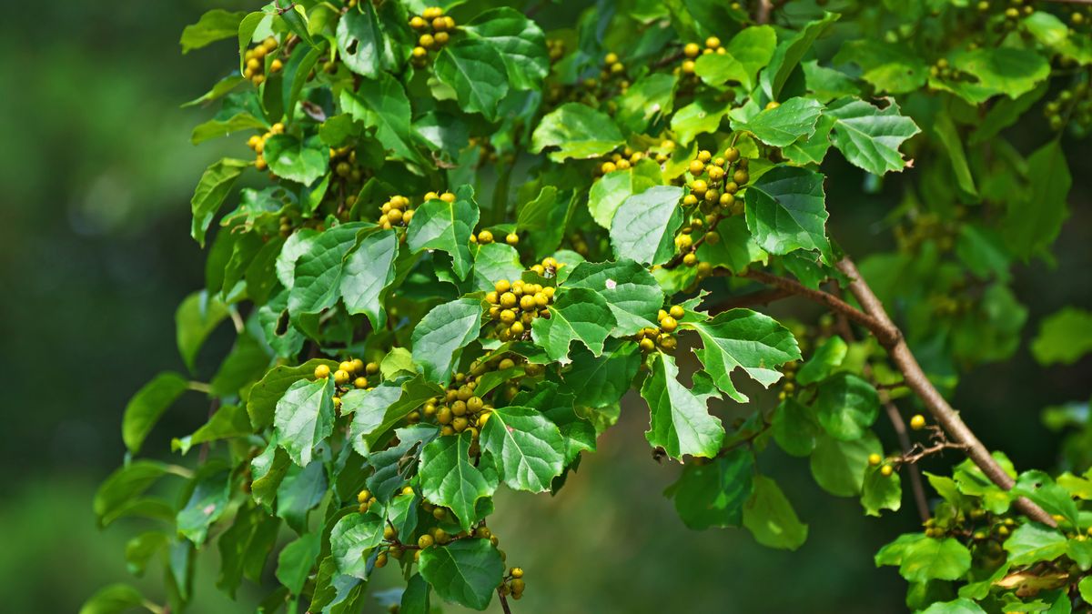 Dławisz okrągłolistny