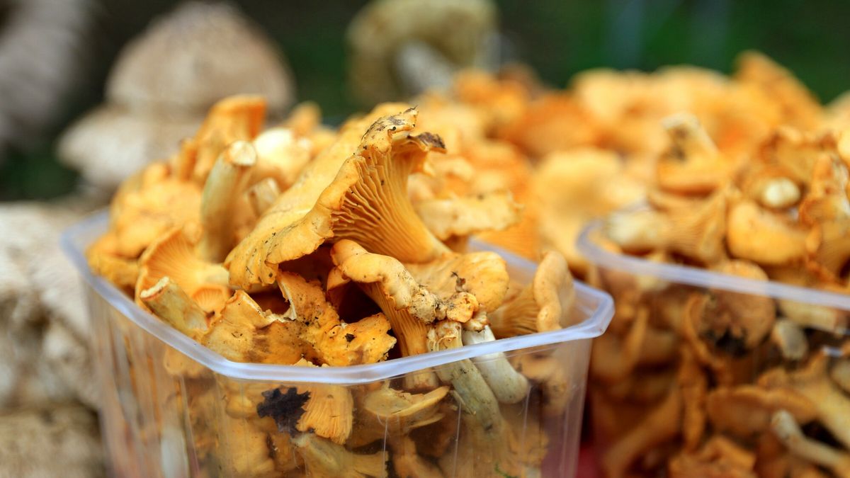 Kurki przed sezonem są bardzo drogie. Za kilogram tych grzybów trzeba zapłacić ponad 100 zł