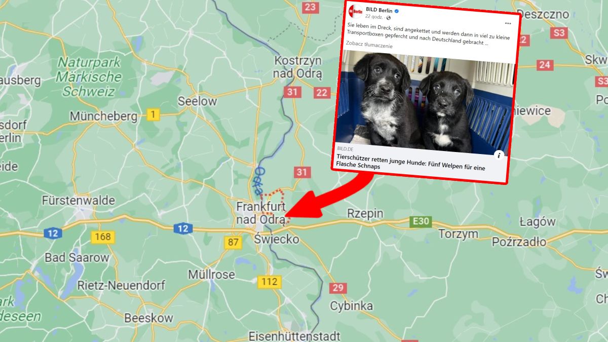 W Słubicach kwitnie nielegalny handel szczeniakami, które trafiają do Niemiec