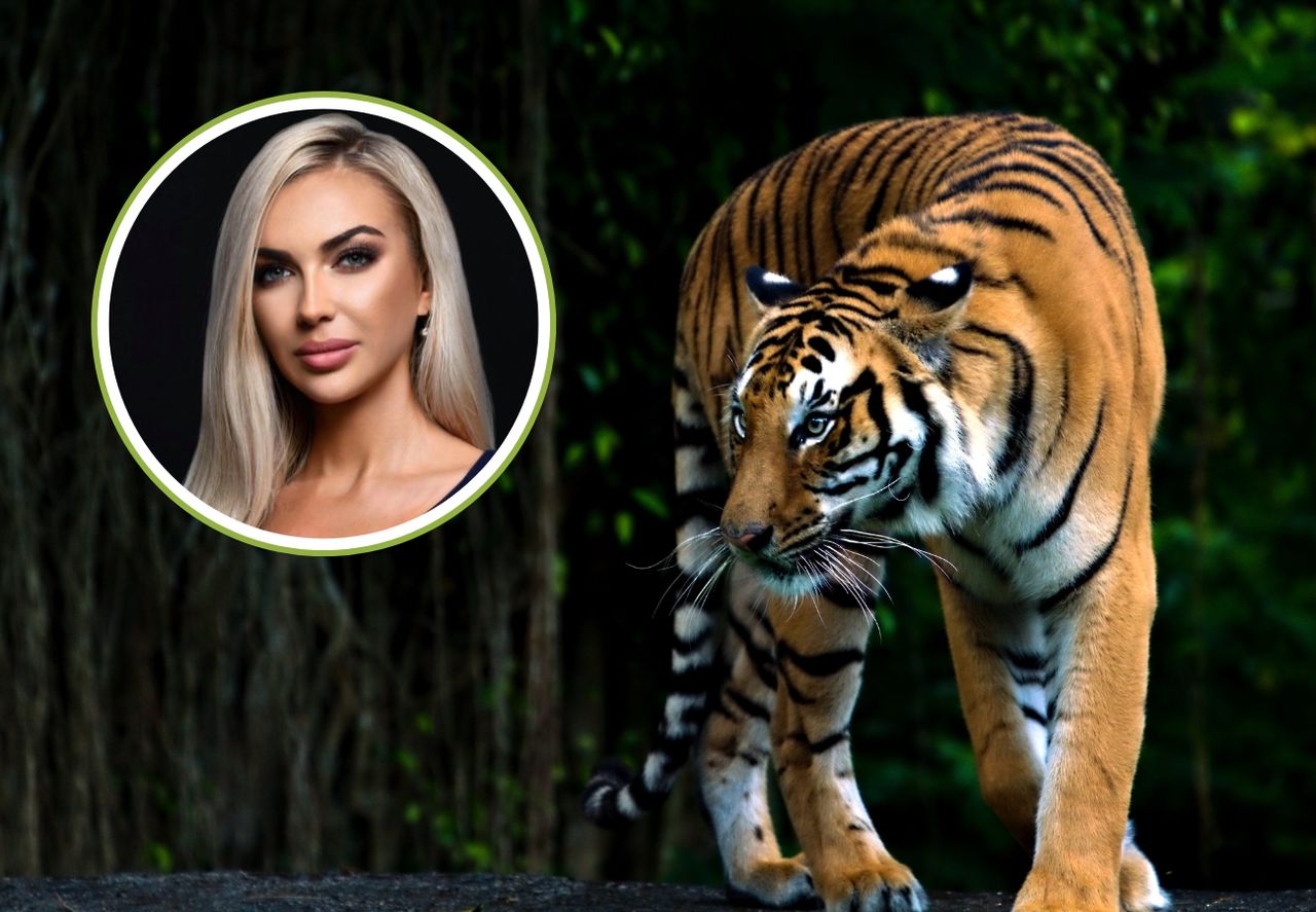 Dramatyczny transport tygrysów przez granicę. Jest prawomocny wyrok