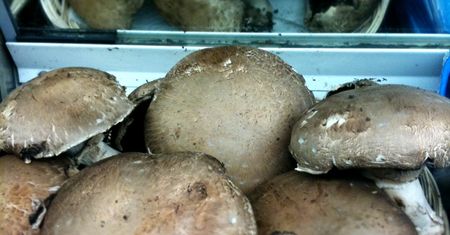 Surowe grzyby portobello naświetlane światłem UV